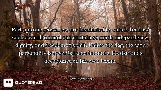 Perhaps one reason we are fascinated by cats is because such a small animal can contain so much inde...