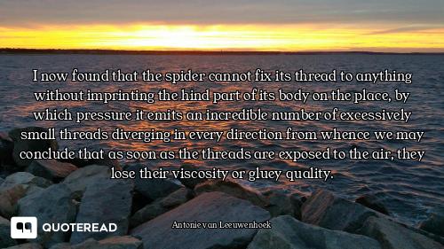 I now found that the spider cannot fix its thread to anything without imprinting the hind part of it...