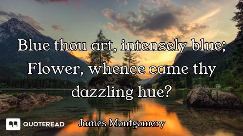 Blue thou art, intensely blue; Flower, whence came thy dazzling hue?
