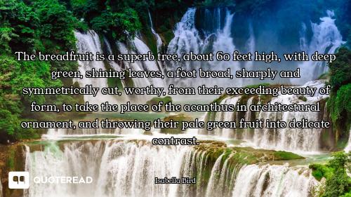 The breadfruit is a superb tree, about 60 feet high, with deep green, shining leaves, a foot broad,...