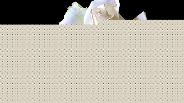 The best blood will at some time get into a fool or a mosquito.